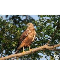 گونه سنقر تالابی شرقی Eastern Marsh Harrier